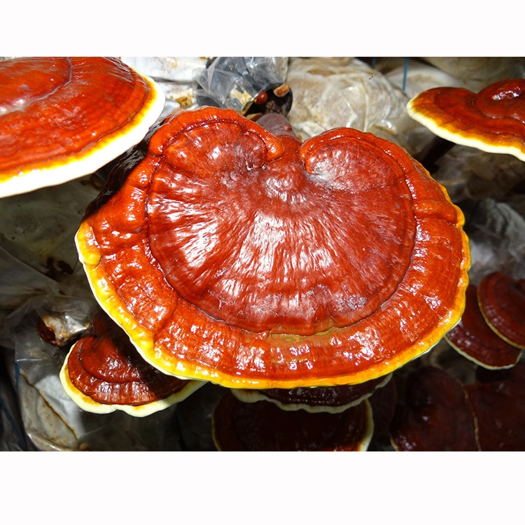 Reishi Extract