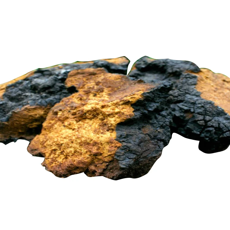 Chaga pieces showing dark outer surfaces and brown interiors