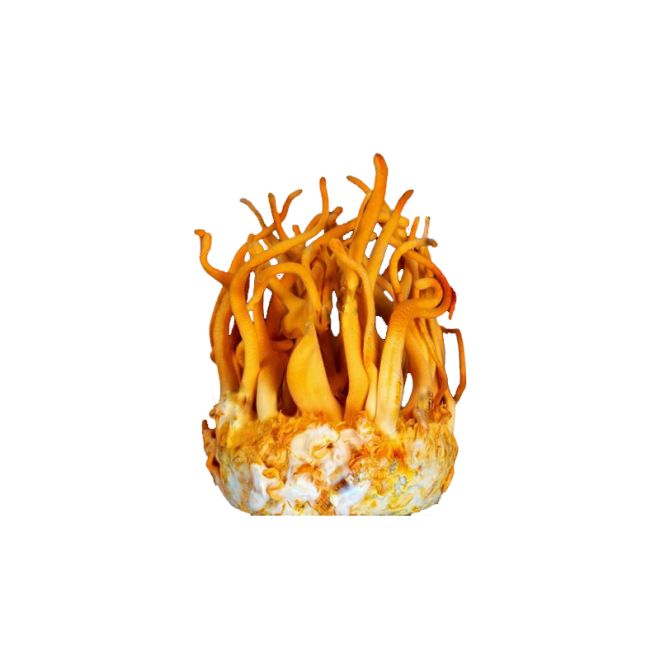 How is Cordyceps Militaris extract produced?