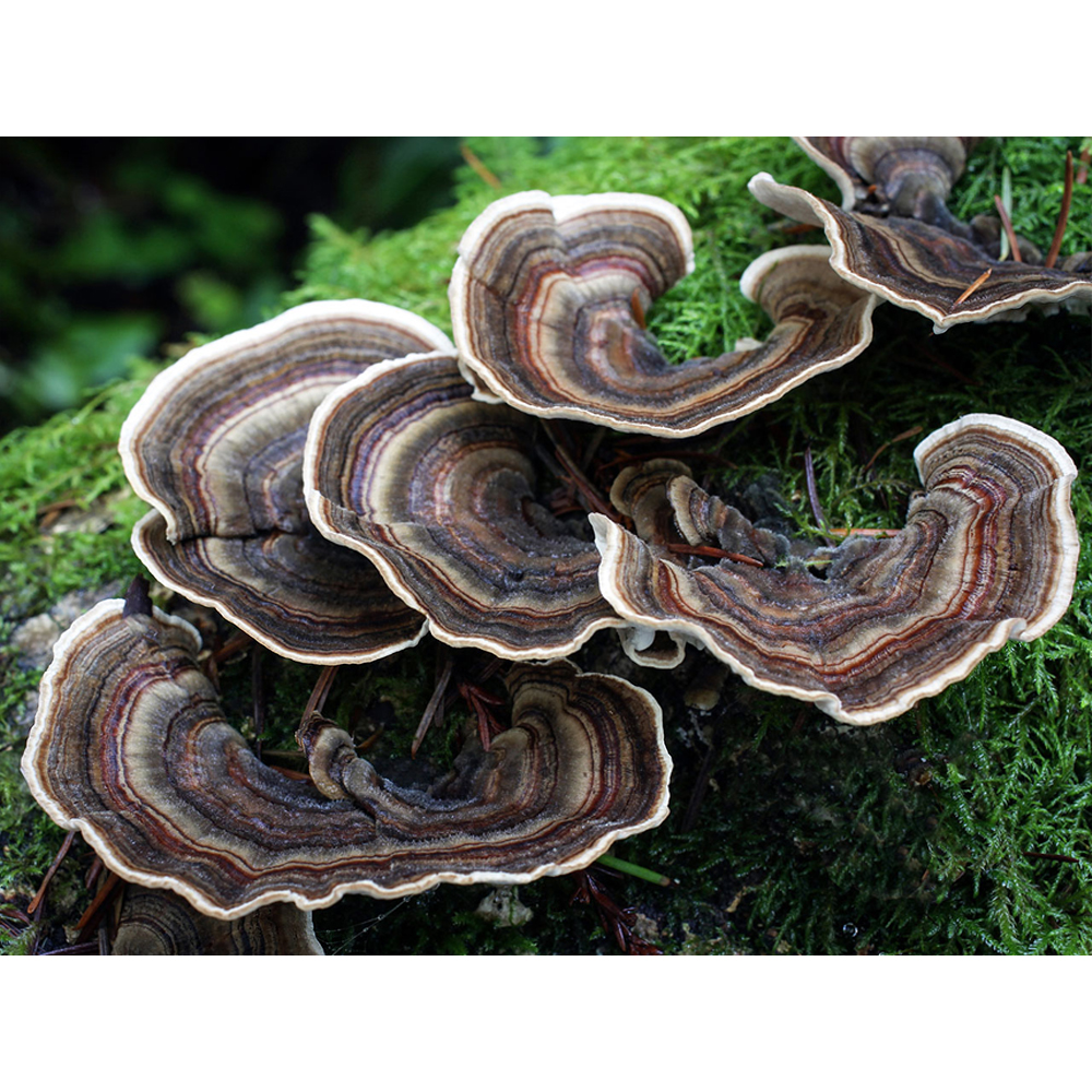 Trametes Versicolor Mushroom Powder