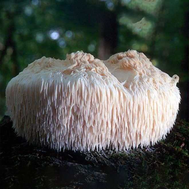 How should Lion's Mane mushroom extract powder be stored?