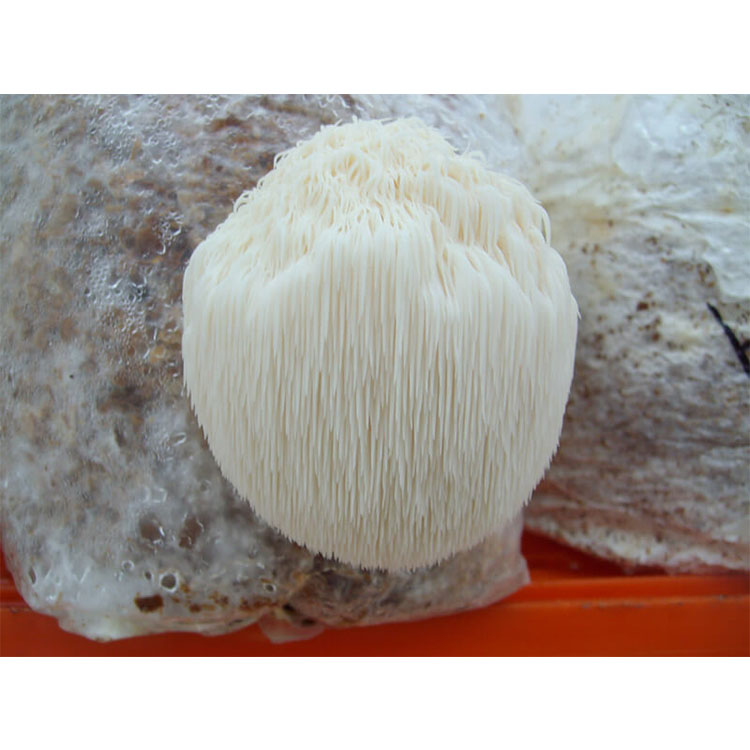 Organic Maitake/Grifola Frondosa Mushroom Extract
